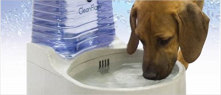 Large dog water bowl